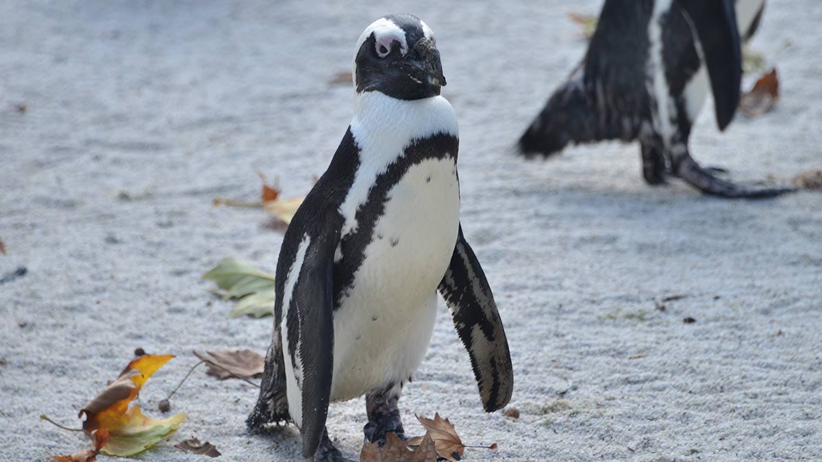 ¡Bonito y gordito! Pingüino del Zoo de San Diego usa zapatos ortopédicos y logra caminar