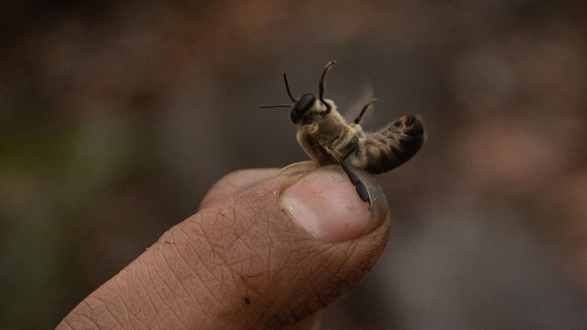 “¡Me acabo de tragar una abeja!”: político en Canadá se traga insecto en discurso