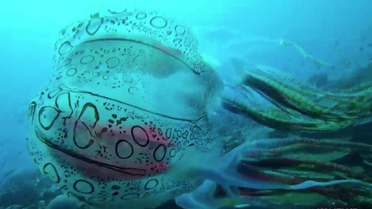 Graban rara medusa que podría ser una especie desconocida hasta ahora