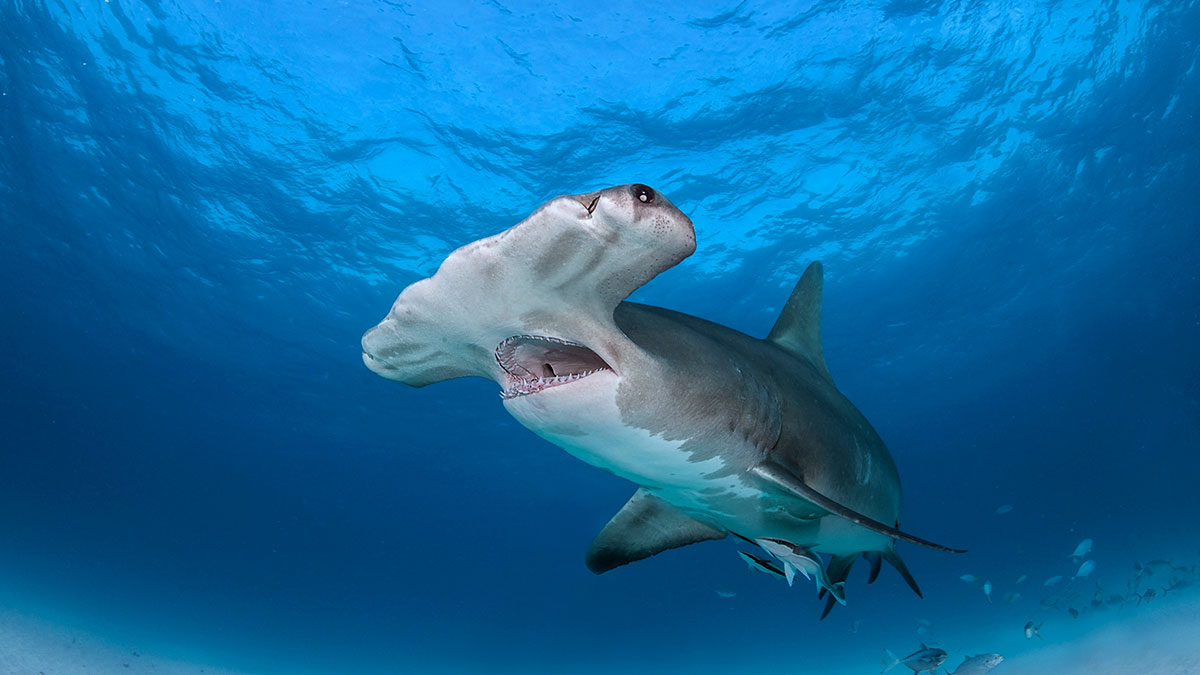 ¡Y se hizo la vida! Captan nacimiento de tiburones martillo en Cozumel