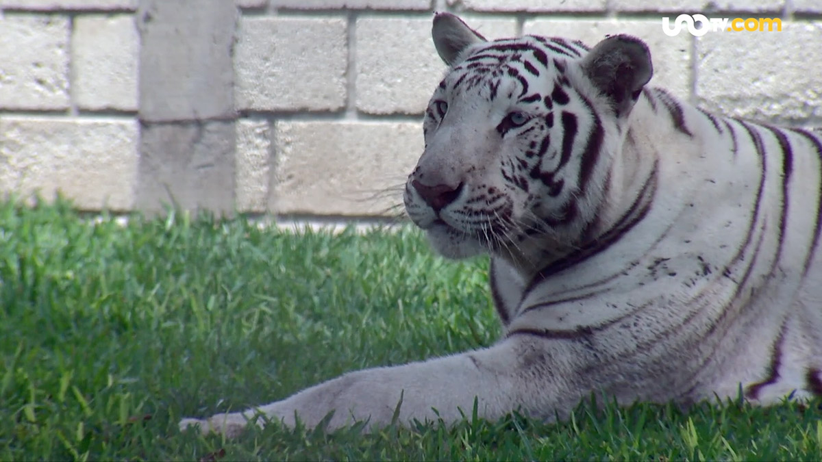 Copito y Coronel, dos tigres blancos que viven seguros, en la legalidad y en condiciones dignas