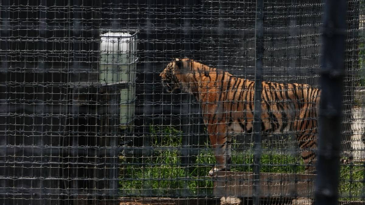 Arriban a Querétaro tigres rescatados del santuario Black Jaguar-White Tiger