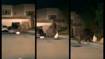 En Monterrey viralizan video de oso gigantesco afuera de una casa