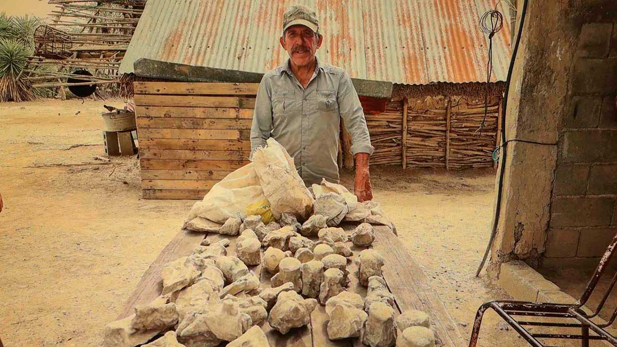 Campesino de Nuevo León halla fósiles de nuevo lagarto marítimo al excavar pozo: ve IMÁGENES