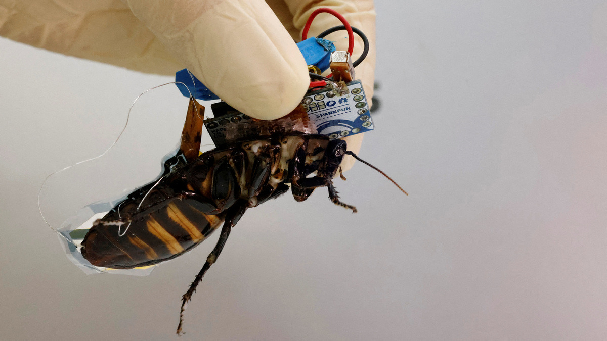 ¡El futuro es hoy! Cucarachas convertidas en cyborg podrían ayudar a rescatar personas en temblores