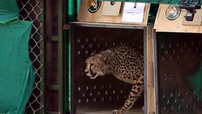 En India, a 70 años de su extinción en el país, introducen a 8 guepardos