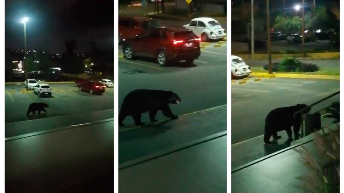 En Nuevo León, viralizan a oso en estacionamiento de facultad de la UANL; video
