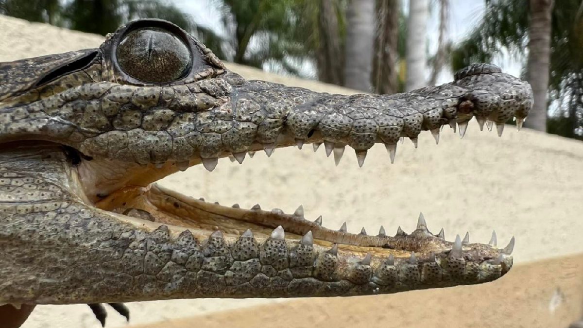 En Tlajomulco, Jalisco, hallan cocodrilo de pantano dentro de un jardín de niños
