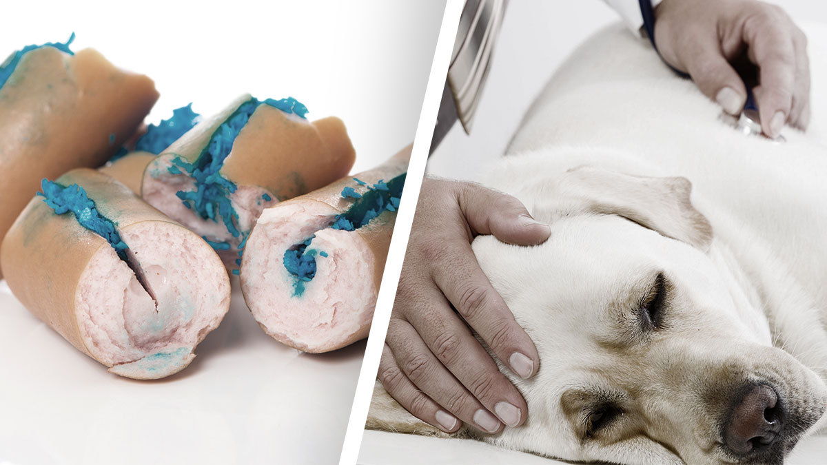 ¿Qué hacer cuando una mascota sufre envenenamiento?