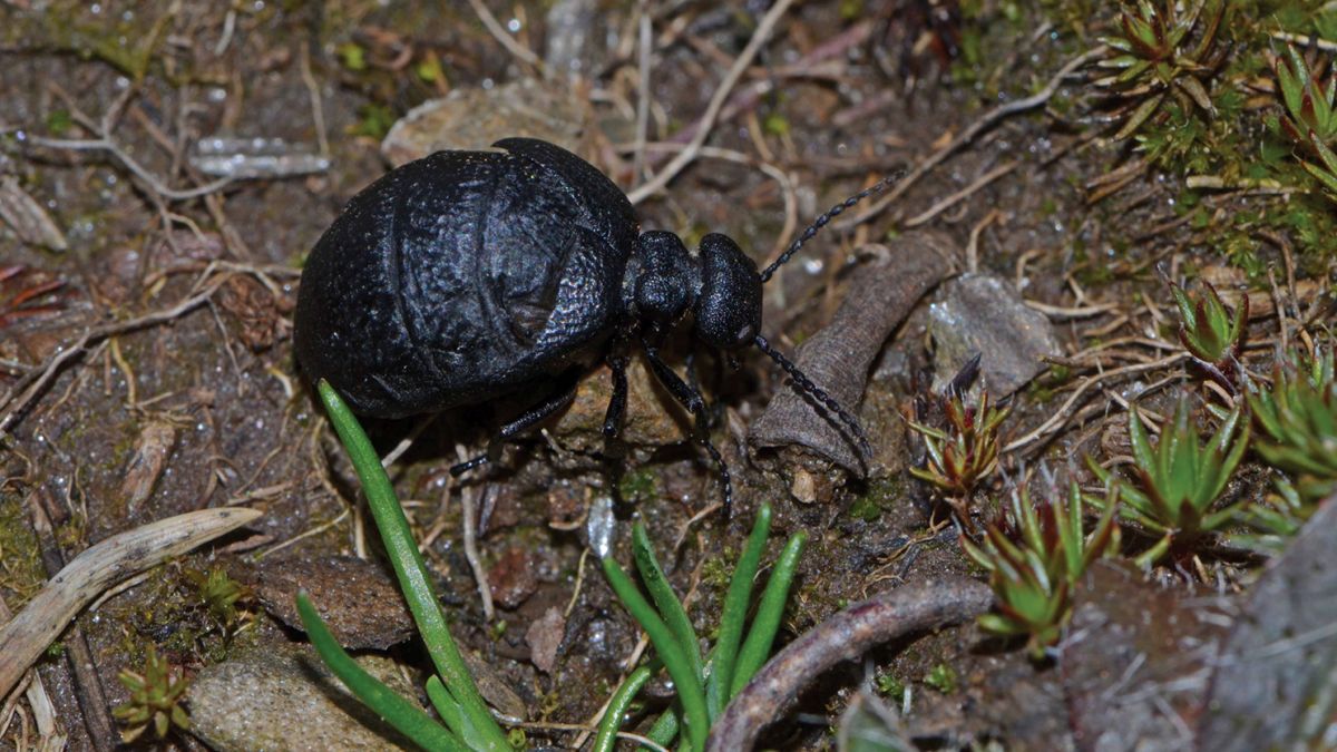 Científicos descubren un nuevo y raro escarabajo venenoso; se llama “Eurymeloe orobates”