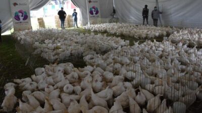 En Iztapalapa, CDMX, entregan gallinas ponedoras para plan de autosuficiencia alimentaria