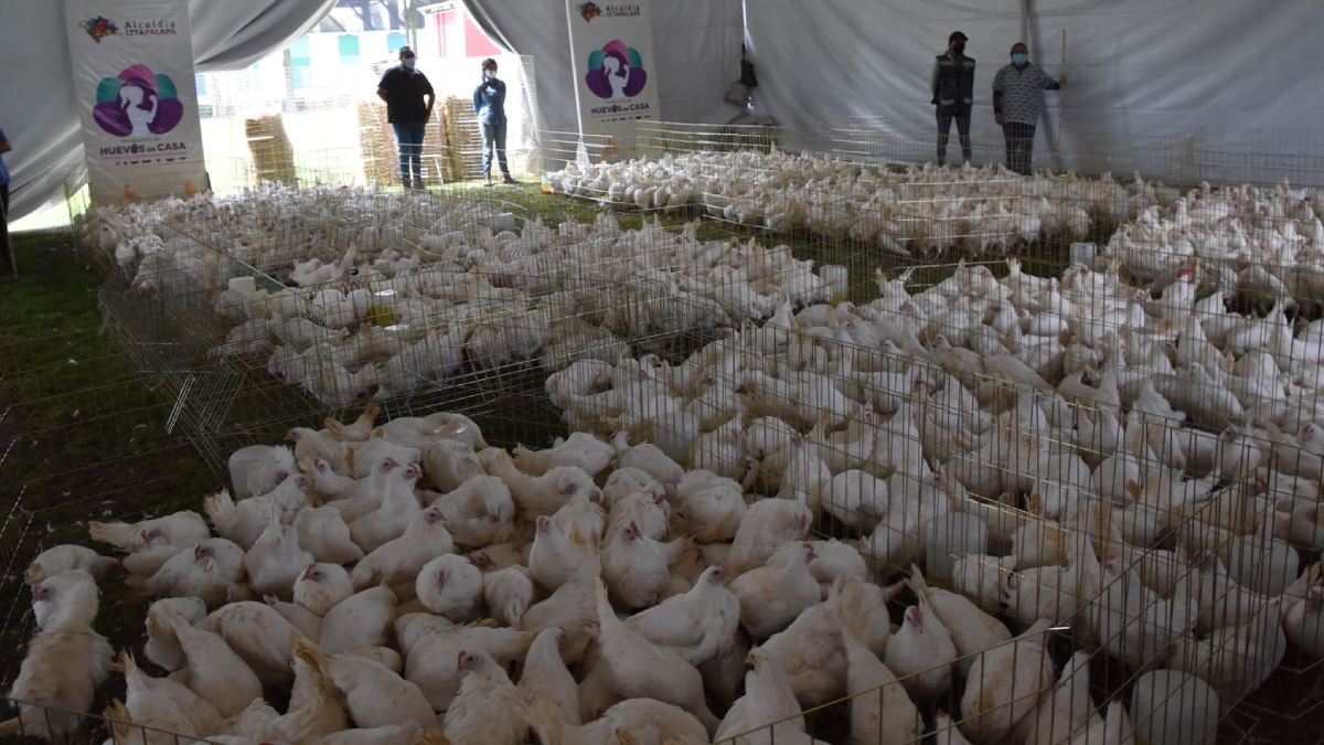 Iztapalapa entrega gallinas ponedoras; buscan plan de autosuficiencia alimentaria