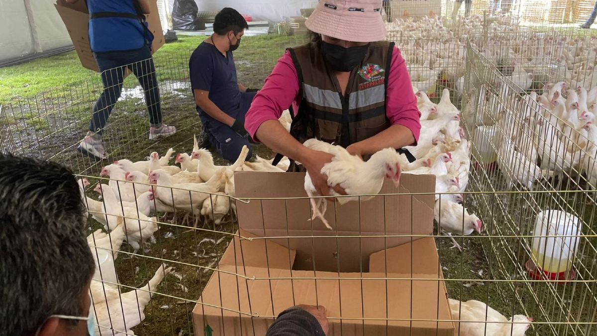 En Iztapalapa, CDMX, entregan gallinas ponedoras para plan de autosuficiencia alimentaria