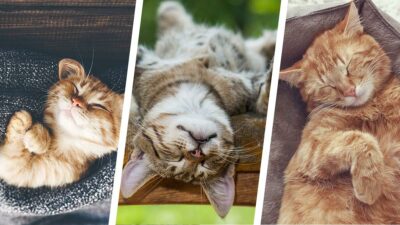 ¿Qué significan las posiciones para dormir de los gatos?