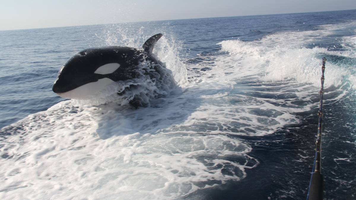 ¡Qué adrenalina! Captan en VIDEO a 3 orcas persiguiendo un yate en San José del Cabo