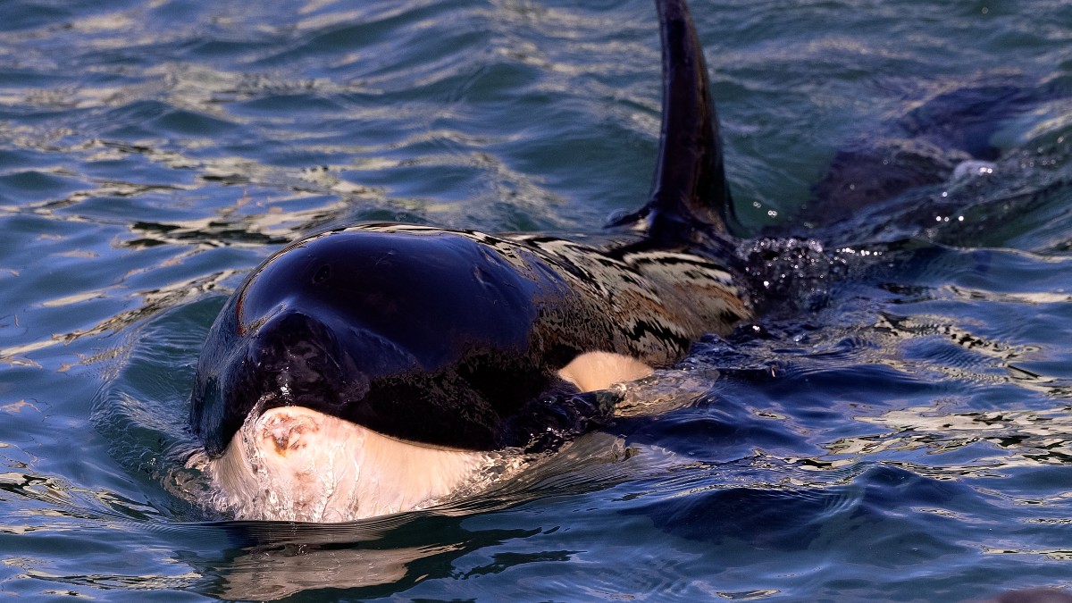 Revelan imágenes de una rara técnica de caza de las orcas para atrapar y matar presas