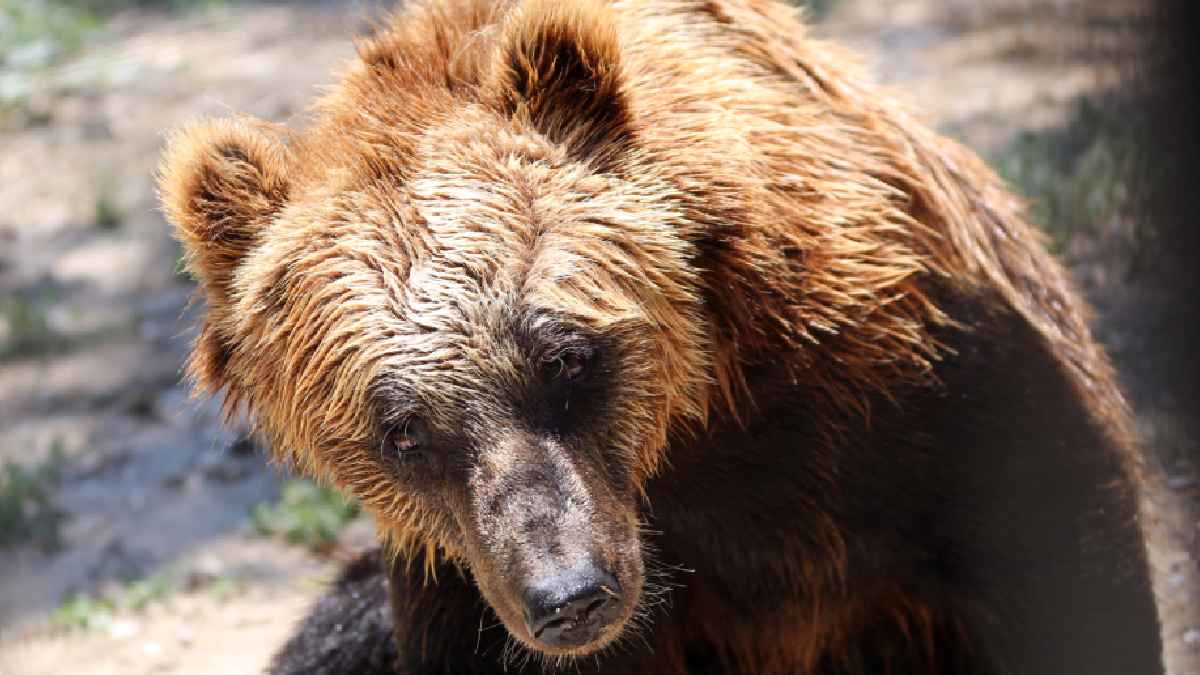 En Cumpas, Sonora, pobladores asesinan a oso