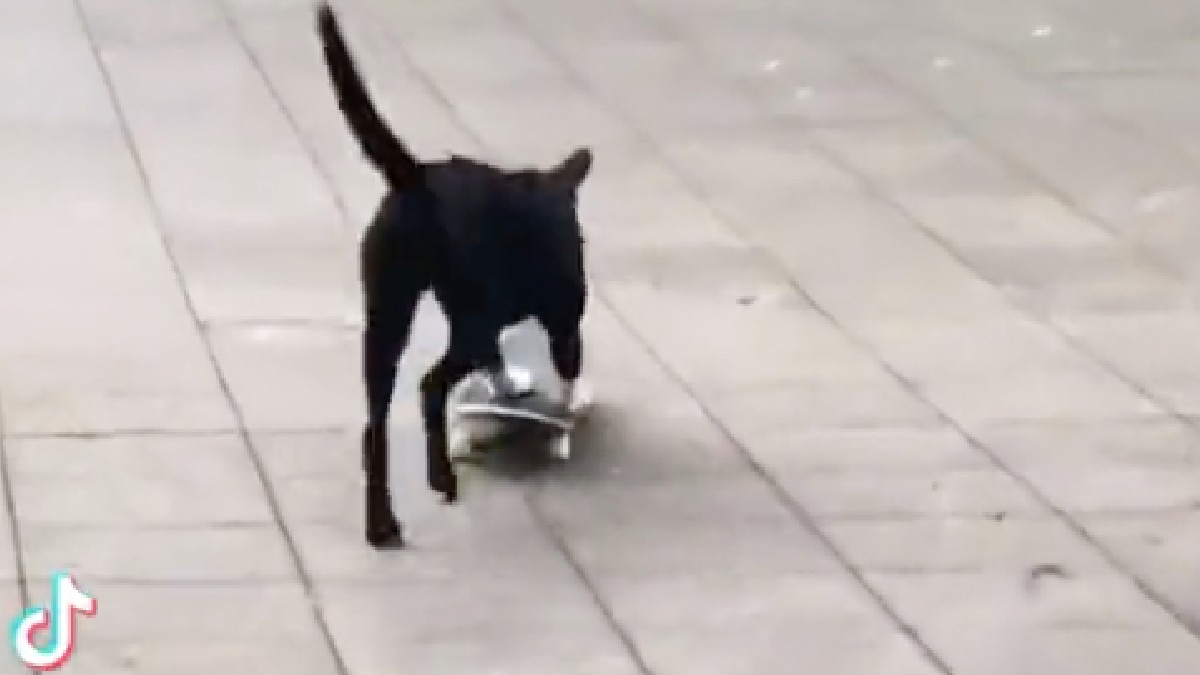 Perro en patineta se hace viral en redes tras tirar puesto; ve video
