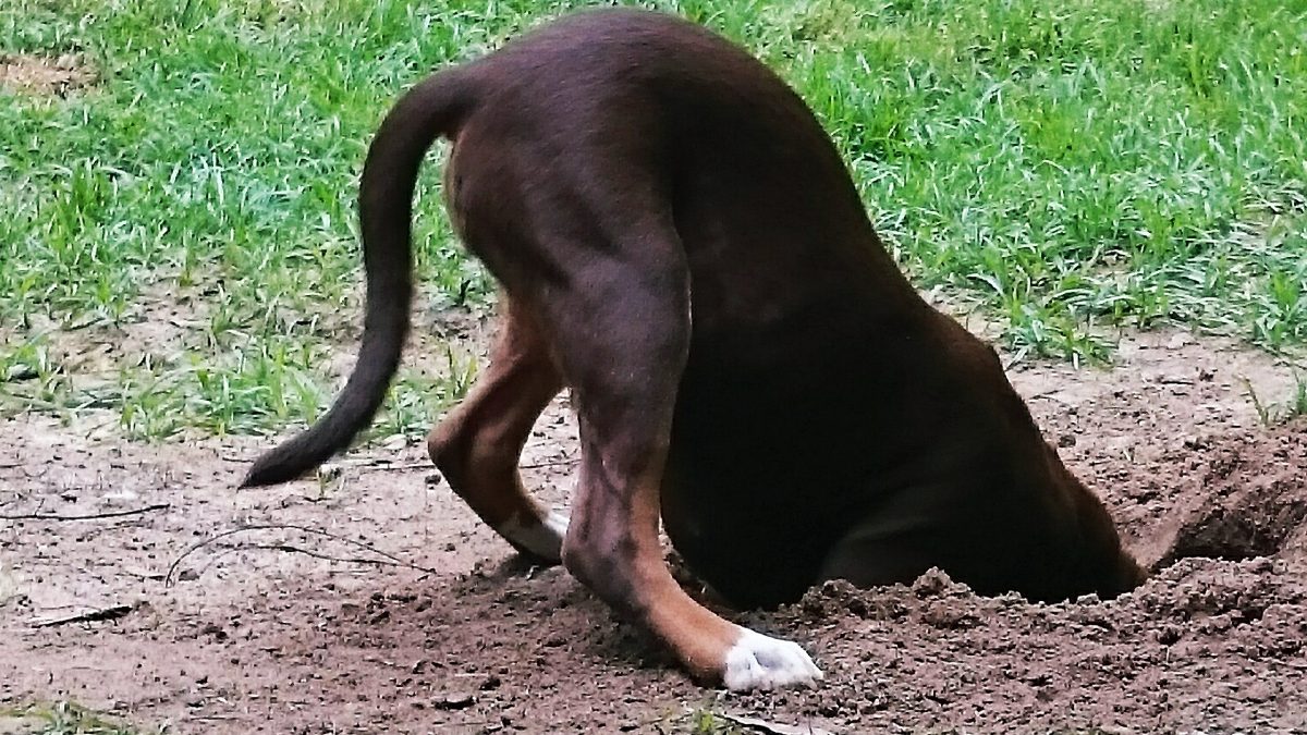 ¡Firulais!: ¿por qué los perros esconden o entierran la comida?