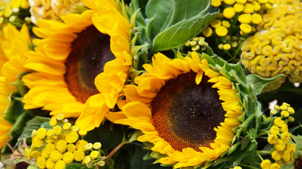 ¿Por qué regalar flores amarillas este 21 de septiembre de 2022? La nueva tendencia en TikTok