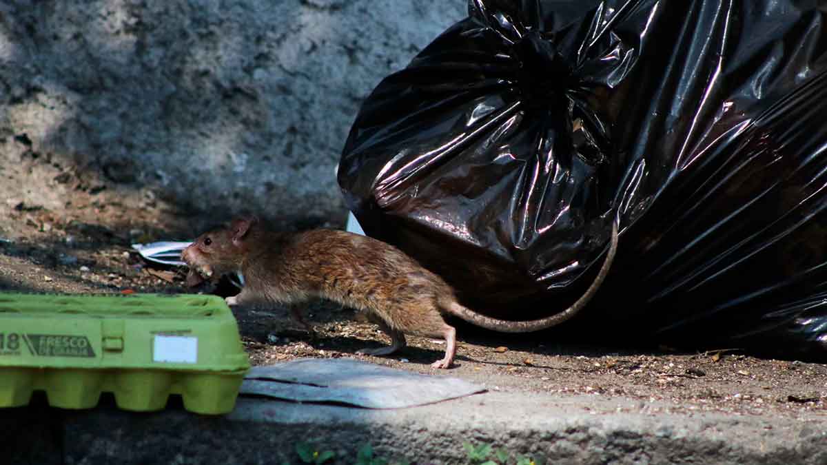 Se intoxican niños con veneno de rata en escuela de Cuautla, Morelos