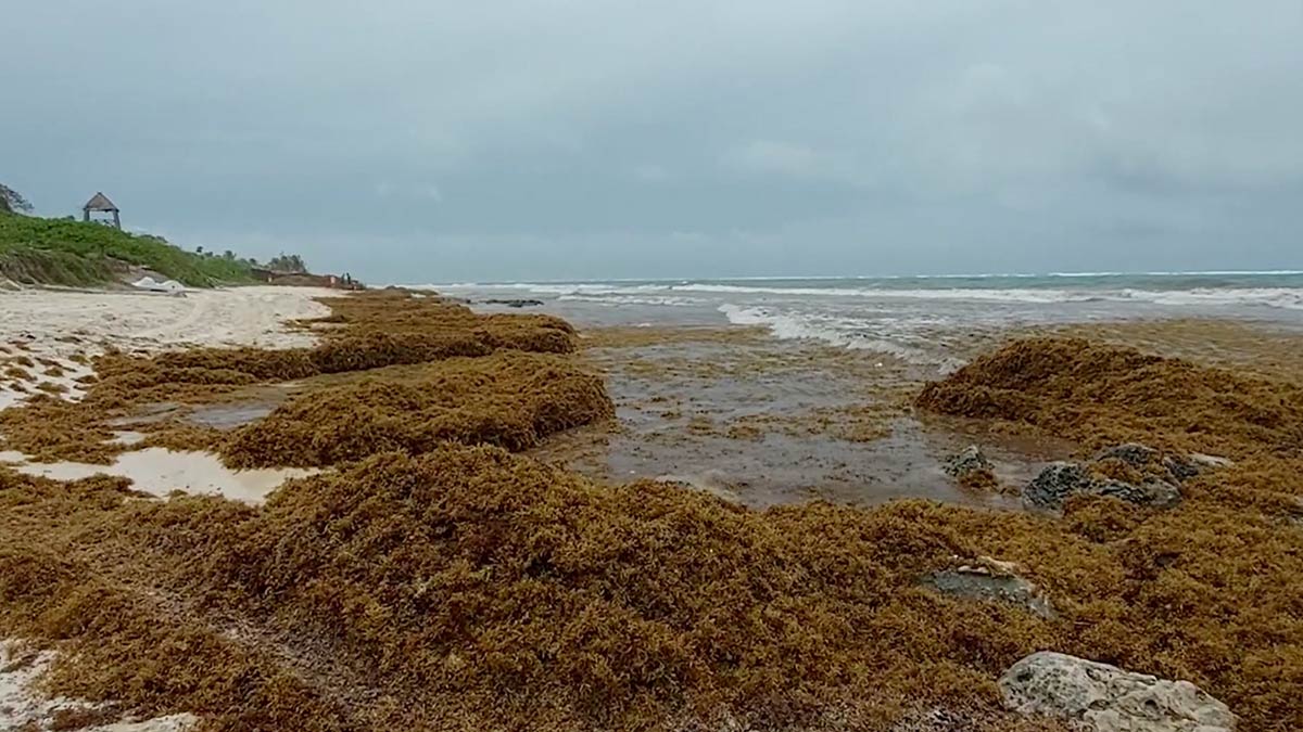 Sargazo se convierte en arena y hace crecer playas en Costa Maya, QRoo