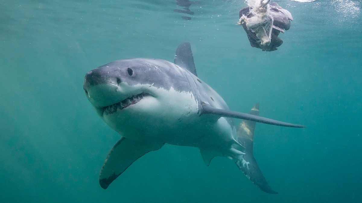 Un tripulante grabó el momento exacto en que un tiburón mako azul de 2.1 metros de longitud saltó y quedó al interior de la embarcación.