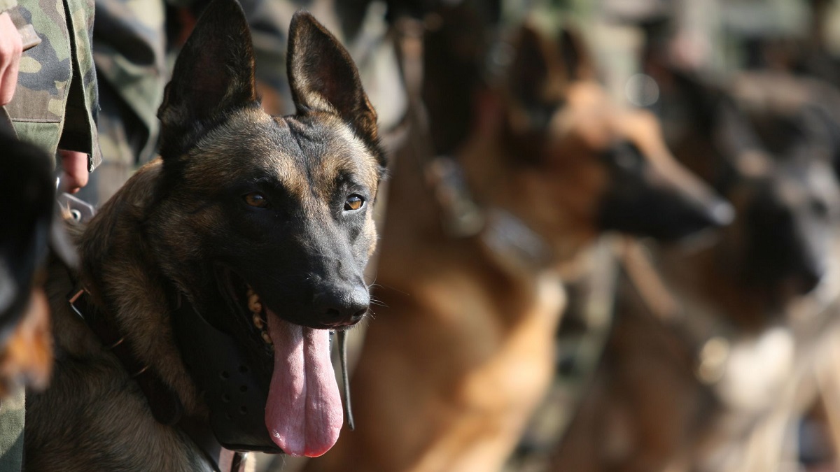 Compañía Canina de la Guardia Nacional: corporación presume a sus perros rescatistas