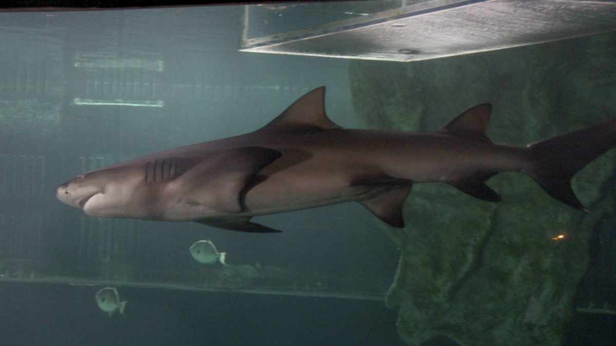 Tiburón sorprende a mujer: sale del agua con la mandíbula abierta; video se viraliza