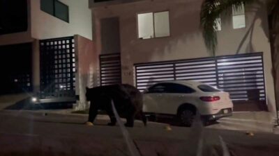 Enorme oso en Monterrey es captado recorriendo las calles de noche