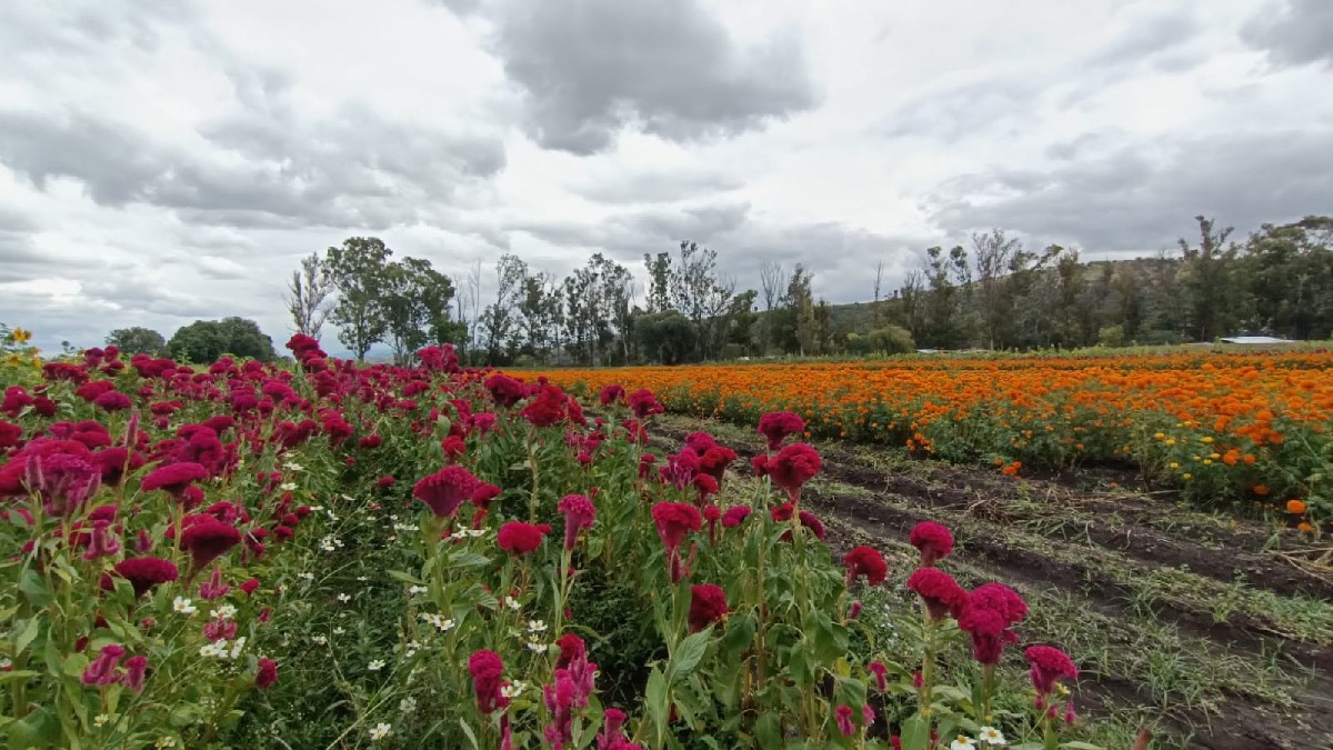 Fiesta de las Flores 2022 en Tarímbaro, Michoacán: lo que debes saber
