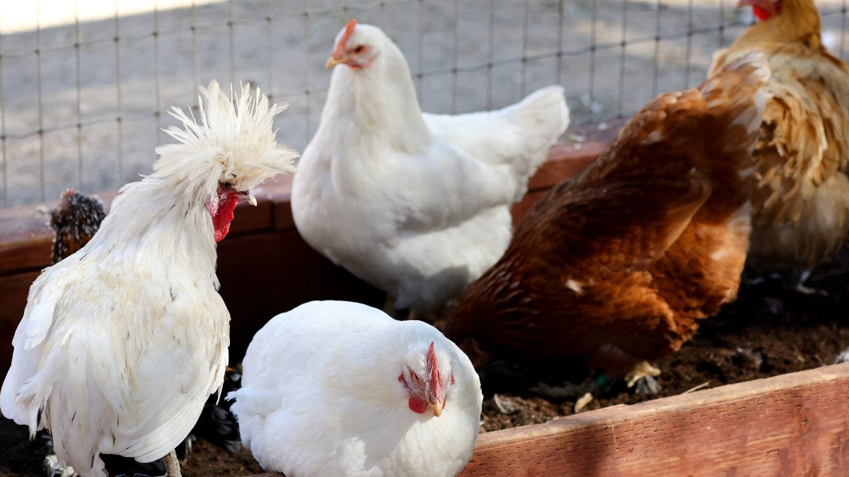 ¿Qué es el virus de la gripe aviar A(H5N1)? Una cepa altamente patógena