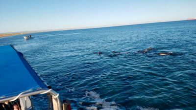 La Paz, Baja California Sur: hallan 17 delfines varados; ve video