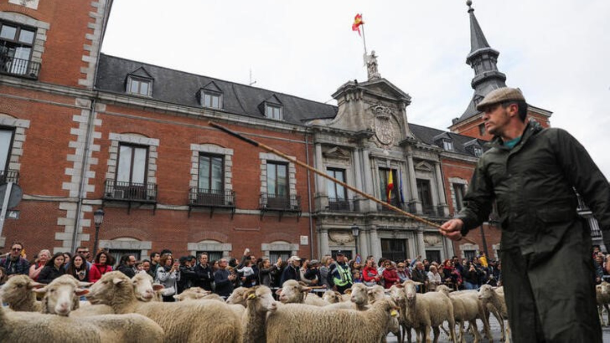 Madrid replaces cars with sheep in traditional migration to the south