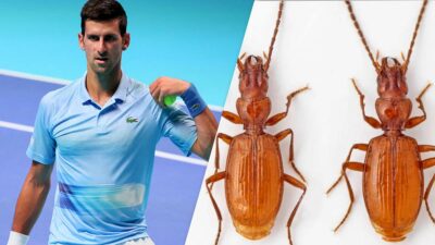 Novak Djokovic: científicos nombran a insecto en honor al tenista