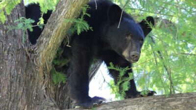 Mientras los trabajadores ahuyentaban al oso en Nuevo León, los comensales grabaron al animal que se paseaba en el restaurante.