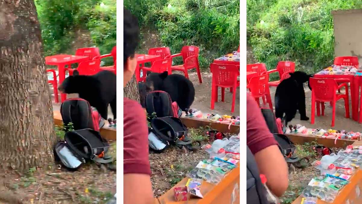 Oso roba mochila en facultad de la UANL: viralizan video