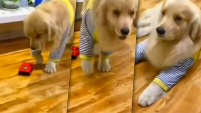 Perro se hace viral tras ser golpeado por un carrito de juguete