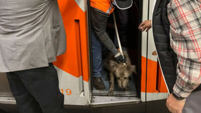 Metro Línea 2 Perro