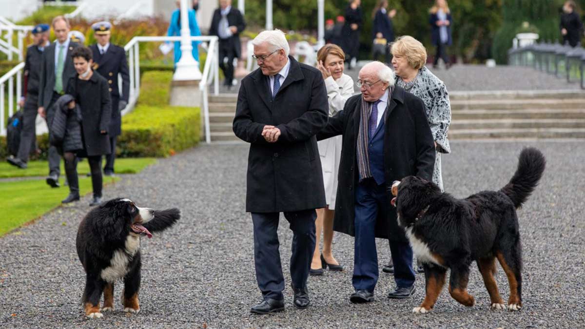l presidente de Irlanda lleva a sus perros, incluso a eventos oficiales