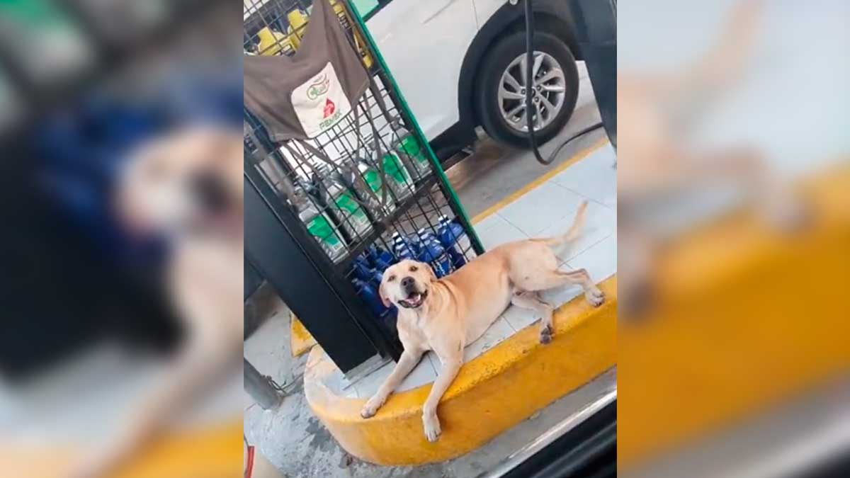 Randy, el perrito de Tamaulipas que frustró robo en gasolinera; reviven video