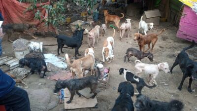 En Topilejo, rescatan a más de 100 perros; esto se sabe