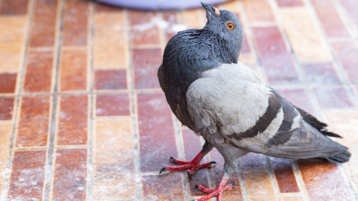 En Inglaterra, atemoriza que un brote de “palomas zombies” se extienda a toda Europa, a causa de una enfermedad altamente infecciosa en aves.