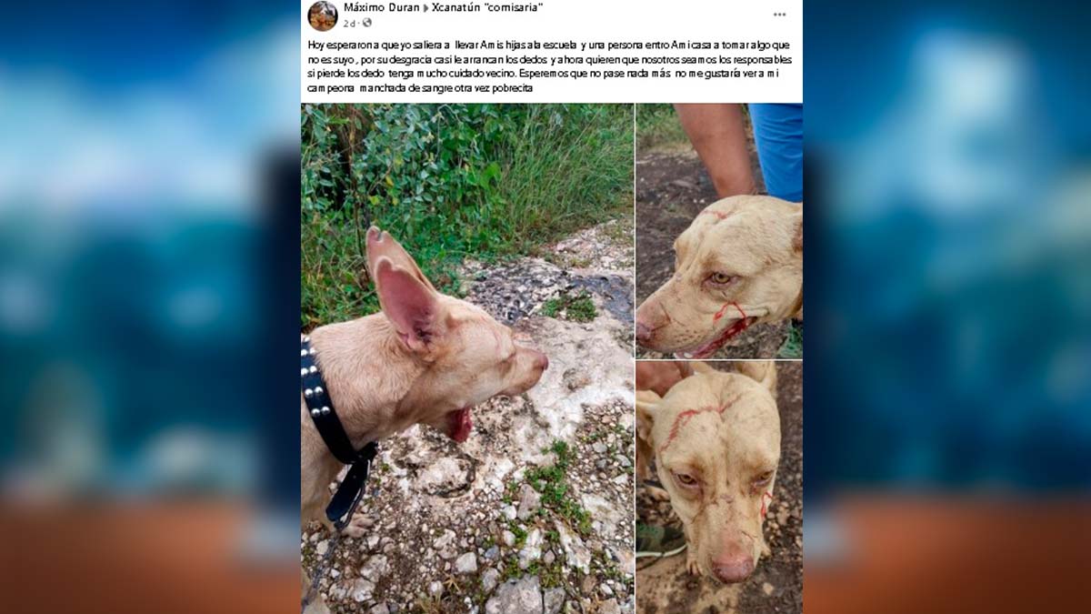 Yucatán: perrita ataca a ladrón y defiende su hogar; se hace viral