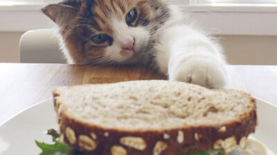 Alimentos que no puede comer tu gato