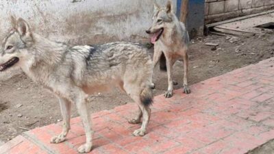 En Nuevo León captan a Wolf Lobo; alertan por esta raza en Cadereyta