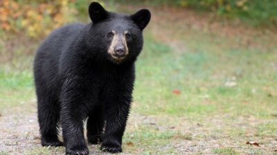 En Coahuila, pobladores rescatan a oso atrapado en estanque
