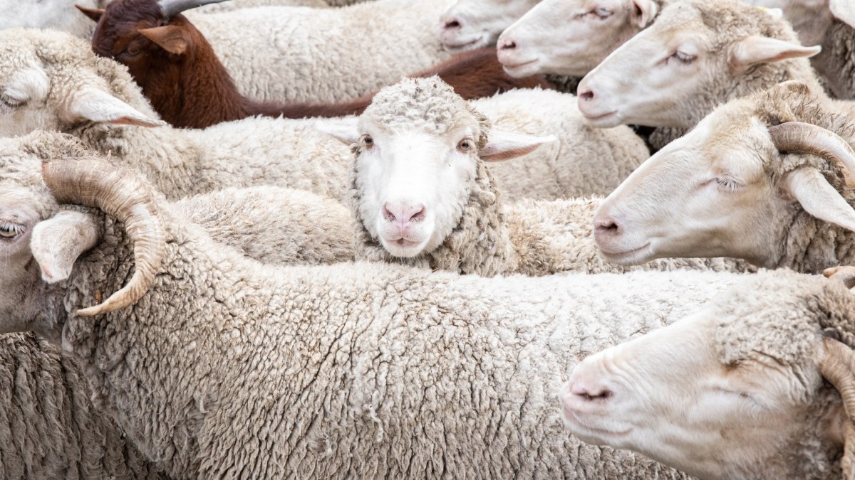 Captan a decenas de ovejas caminando en círculos durante días - Uno TV