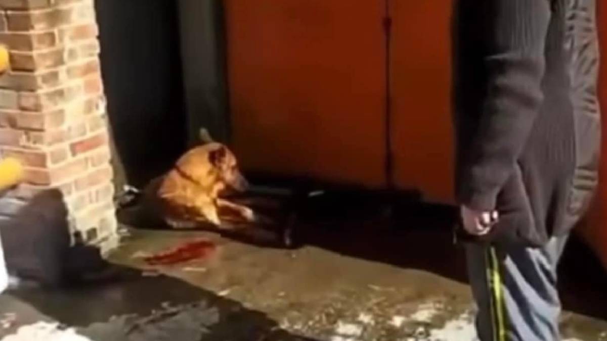 Indigna fuerte video: por dormir en la entrada, golpean a perrito hasta morir en restaurante del Ajusco