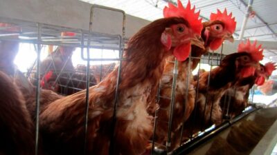 Cuarentena en granjas de tres estados por influenza aviar
